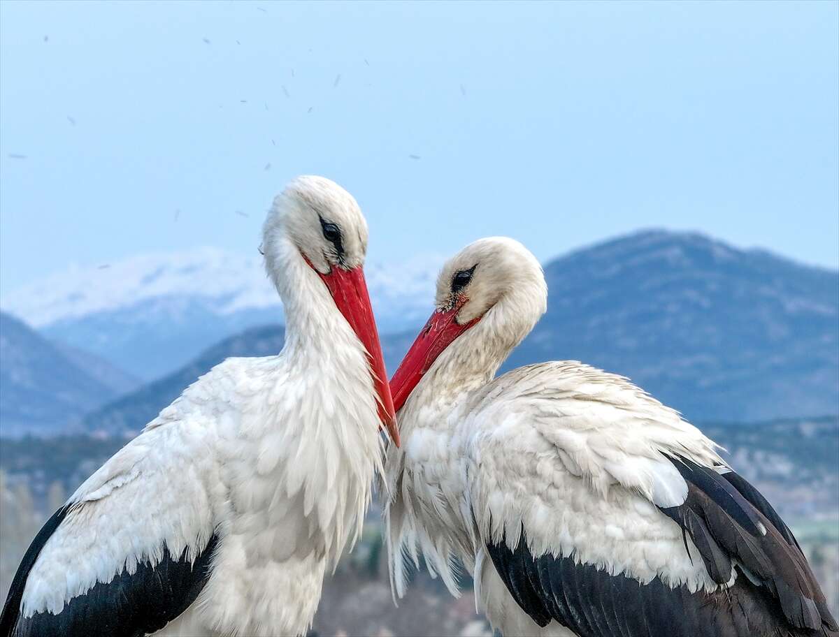Konya’da doğanın en zarif nöbeti! Leylekler Vadisi’nde kuluçka heyecanı 7